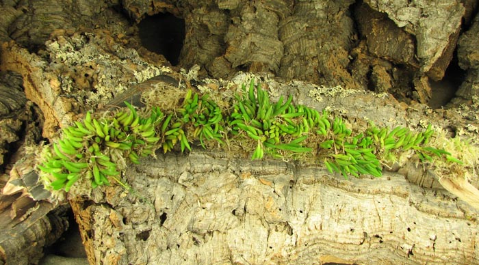 Pleurothallis leptotifolia (clump).jpg
