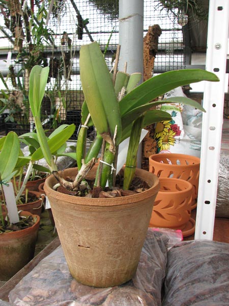 Cattleya maxima.jpg