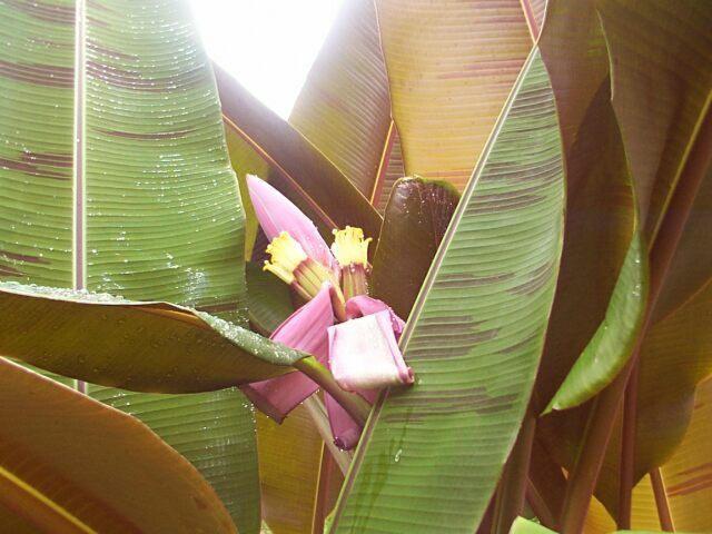 Musa zebrina