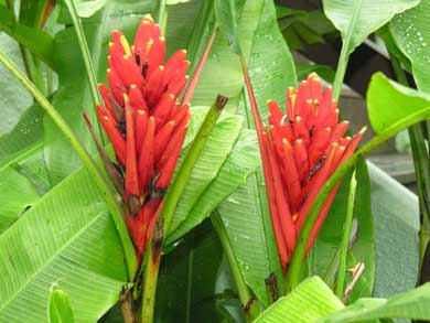 Musa-coccinea