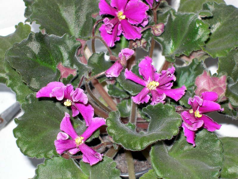 P1010005_1.jpg