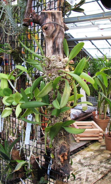 Bulbophyllum lepidum.jpg