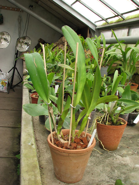 Laelia crispa.jpg