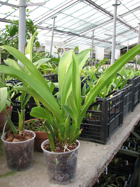 Brassia Enteral Wind 'Summer Dream'.jpg