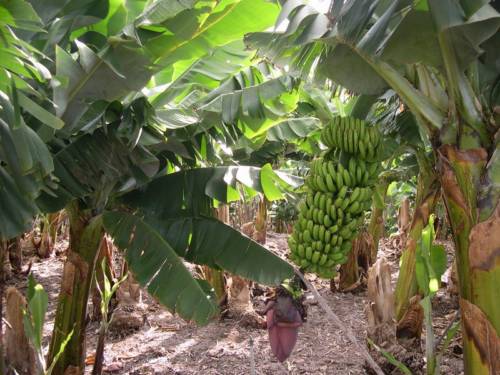 Musa Dwarf Cavendish