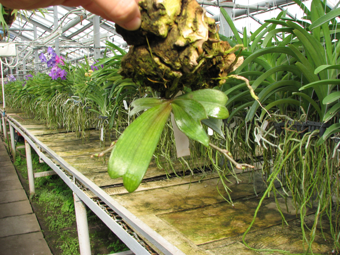 Aerangis biloba.jpg