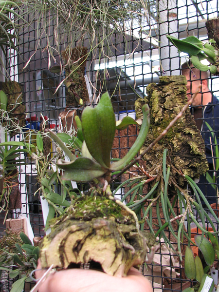Aerangis biloba.jpg