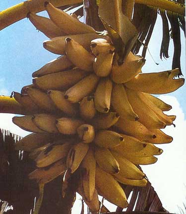 musa whiteiholene