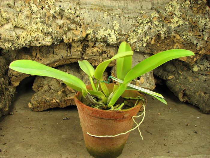Cattleya labiata amesiana concolor 'Serra Negra' x Cattleya labiata amoena 'Preciosa' (Z-8).jpg