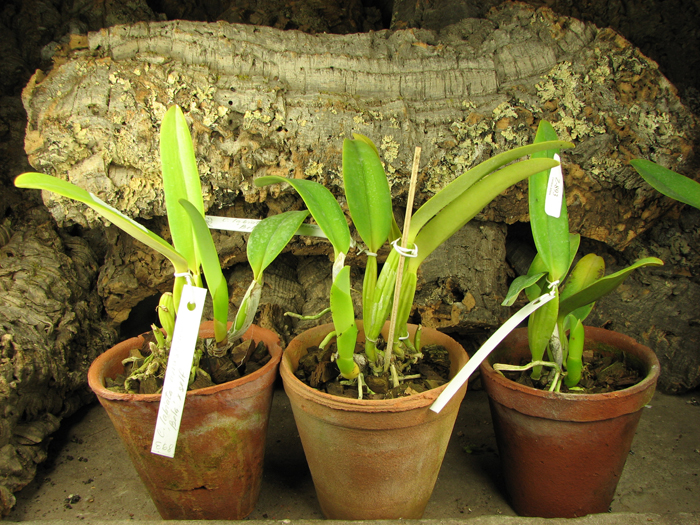 Cattleya labiata amesiana 'Bela' (Z-8) x SELF.jpg