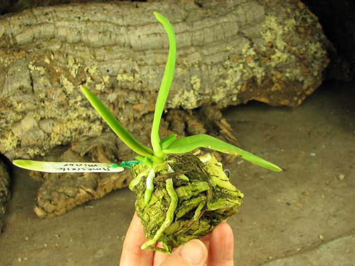 Amesiella minor.jpg