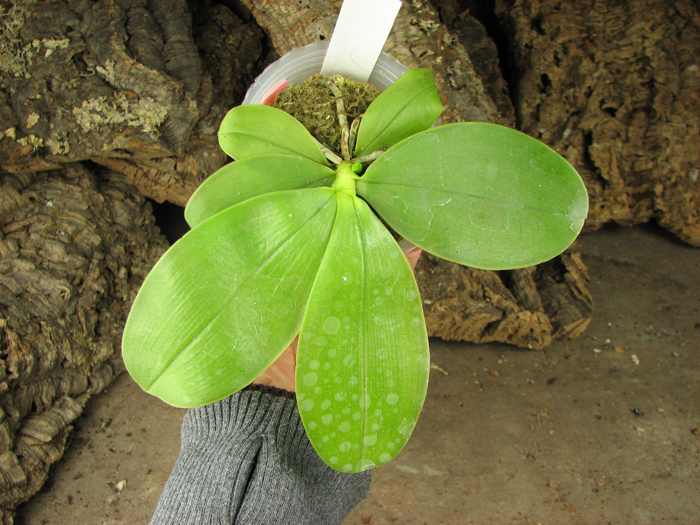 Phalaenopsis bellina 'blue'.jpg