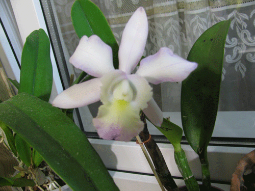 Brassavola digbyana x Cattleya walkeriana. ОООчень ароматная.