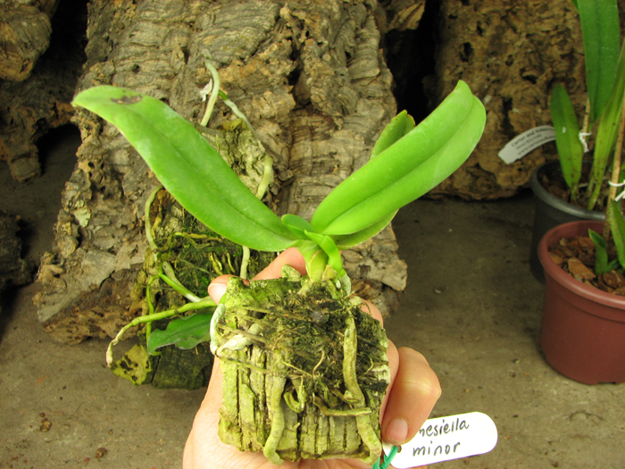 Amesiella minor.jpg