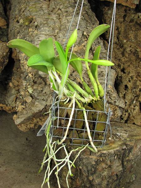 Laelia pumila.jpg