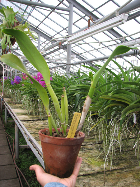 Brassolaeliocattleya Chan Hsiu Gold 'Fuji'.jpg