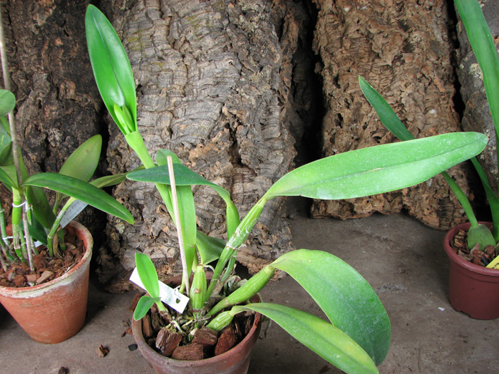 Laeliocattleya Sierra Skies 'Leone'.jpg