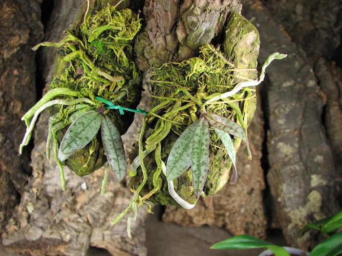 Phal lindenii.jpg
