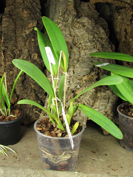 Cattleya lueddemanniana tipo 'Royal Flash' x Cattleya lueddemanniana tipo 'Drago'.jpg