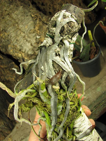 Корни.jpg