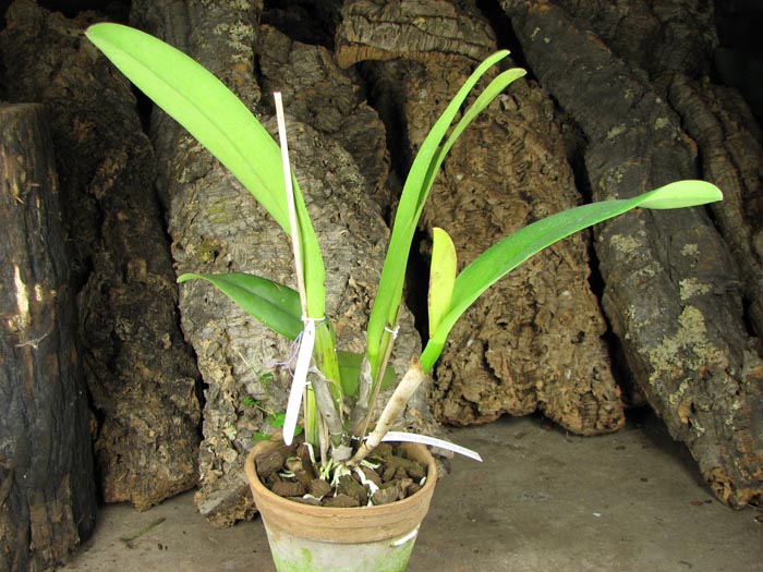 Brassolaeliocattleya Chinese Beauty 'Fire Phoenix'.jpg