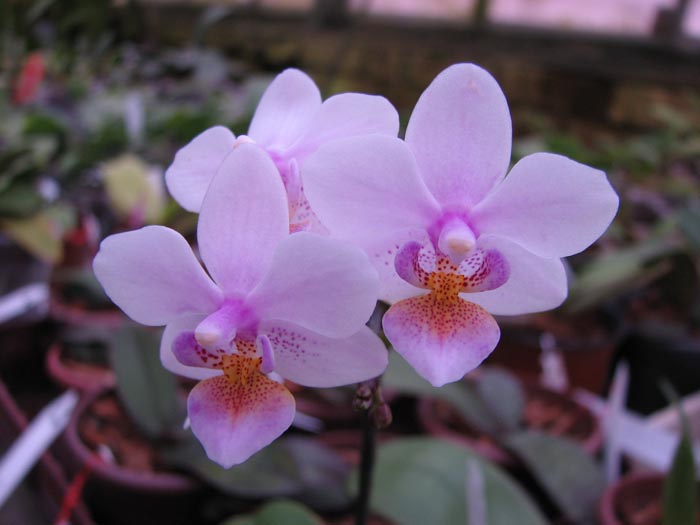 Phalaenopsis Liu's Rainbow.jpg