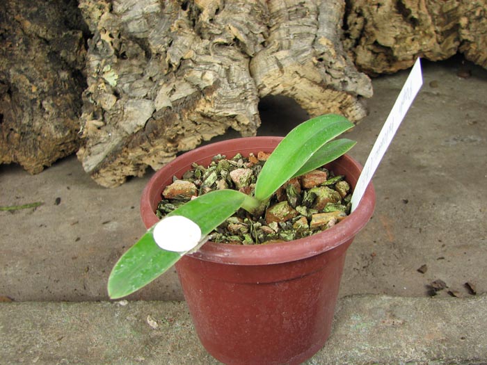 Paph helenae.jpg