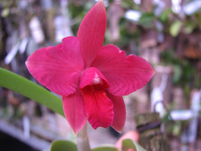 Sophrocattleya Pearllouis (Cattleya bicolor alba x Sophronitis coccinea).jpg