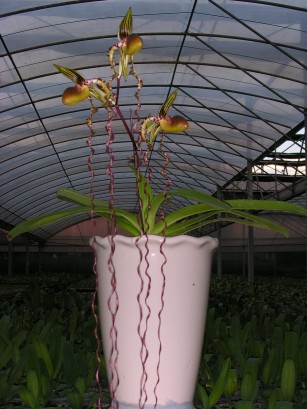 sanderianum_Daya-1.jpg