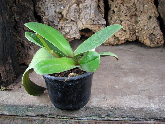 Dtps Leopard Prince 'Sogo'.jpg
