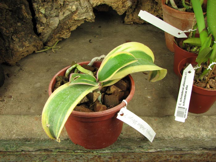 Phalaenopsis Matou Stripe 'M'.jpg