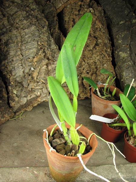 Cattleya percivaliana 'Alberts' (original) (02-6) x Cattleya percivaliana.jpg