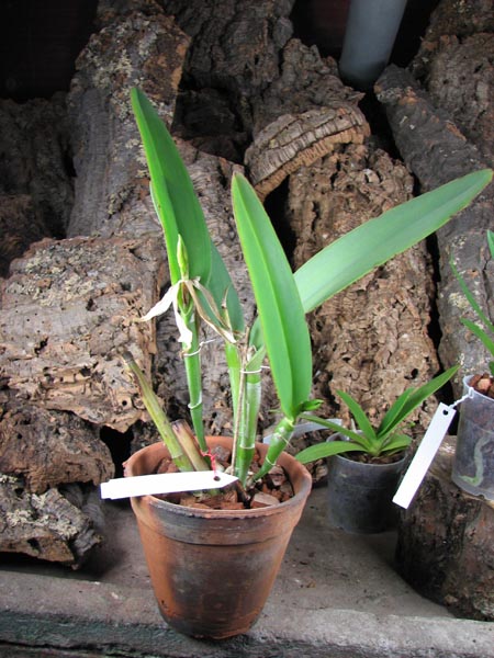 Cattleya maxima.jpg