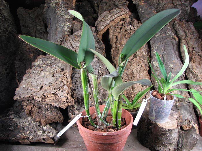 Cattleya maxima.jpg