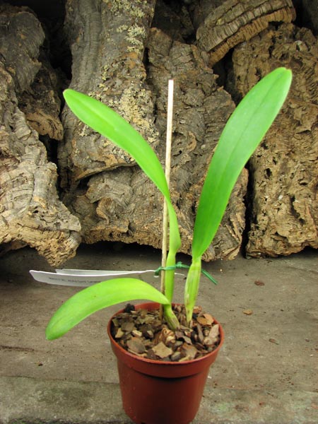 Brassolaeliocattleya Aloha Spirit 'Lenette'.jpg