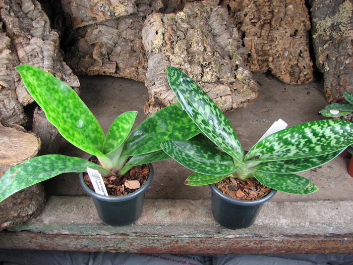Paphiopedilum.jpg