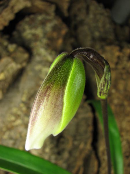 Bud.jpg
