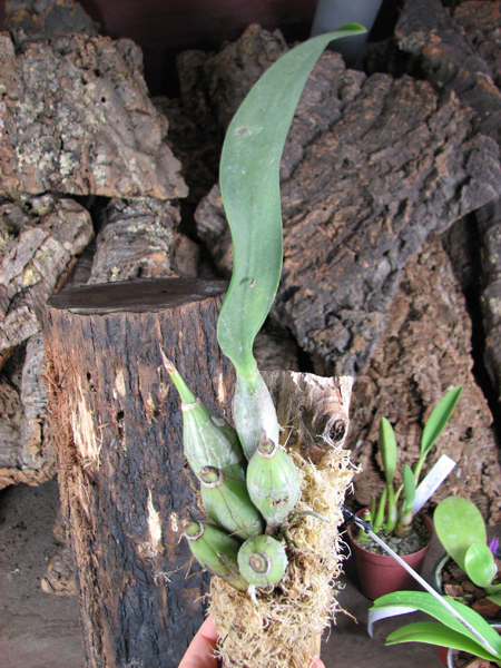 Laelia majale.jpg