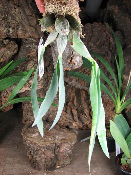 Euchile citrina.jpg