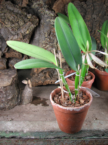 Cattleya maxima.jpg