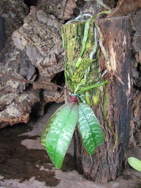 Phalaenopsis philippinensis.jpg
