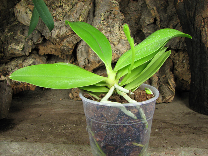 Phalaenopsis cornu-cervi.jpg