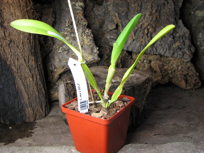 Cattleya rex x SELF.jpg