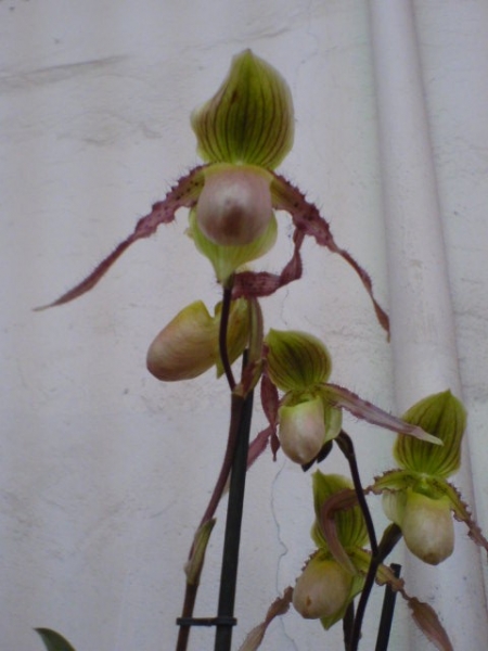 DSC00420.JPG