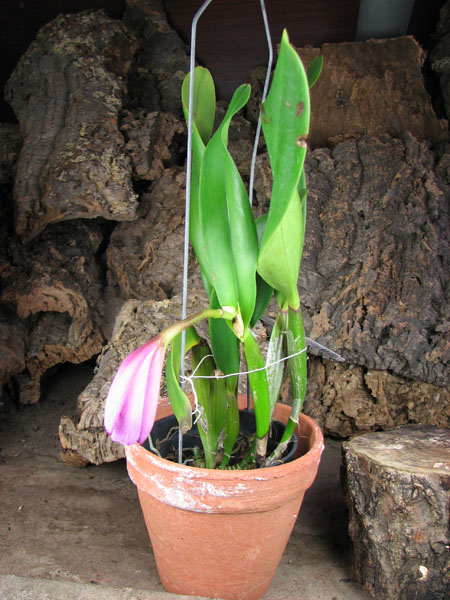Brassolaeliocattleya King of Taiwan 'Ta-Hsin' (Bryce Canyon x Purple Ruby).jpg