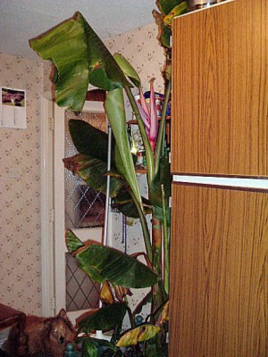 Musa velutina.