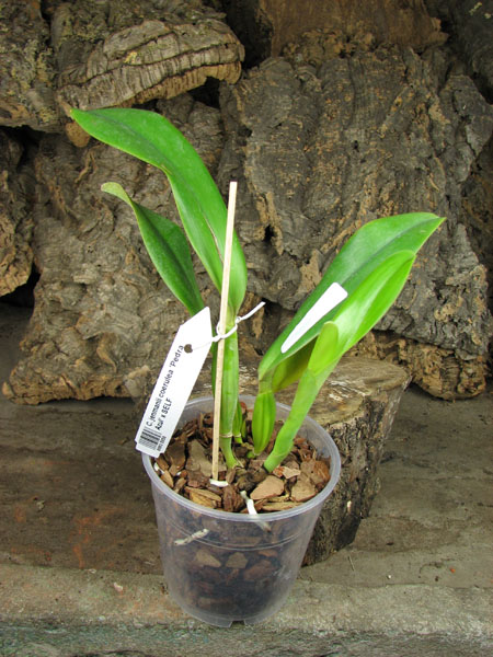 Cattleya jenmanii coerulea 'Pedra Azul' x SELF.jpg