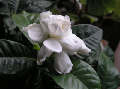 gardenya.jpg