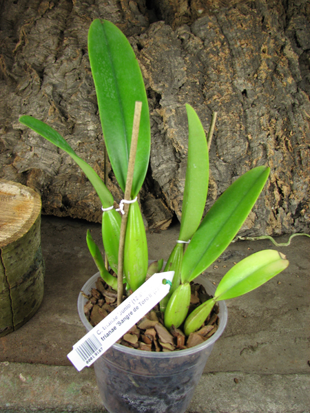 Cattleya trianae 'Junio' (12-8) x Cattleya trianae 'Sangre de Toro II' (25-8).jpg