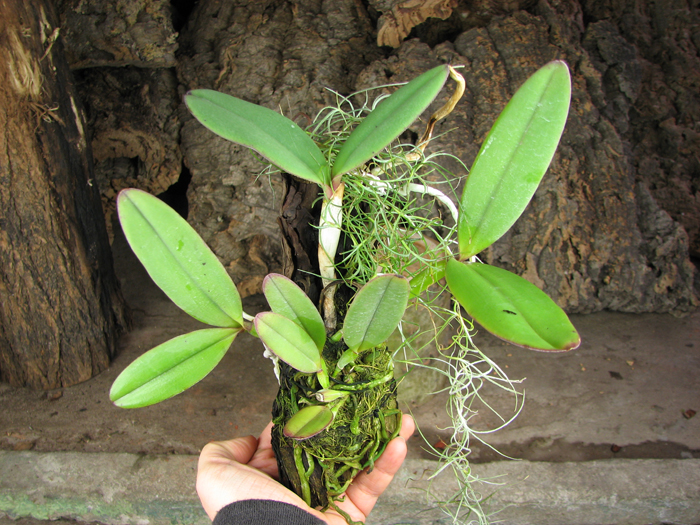 Cattleya schilleriana 'Sem ID'.jpg